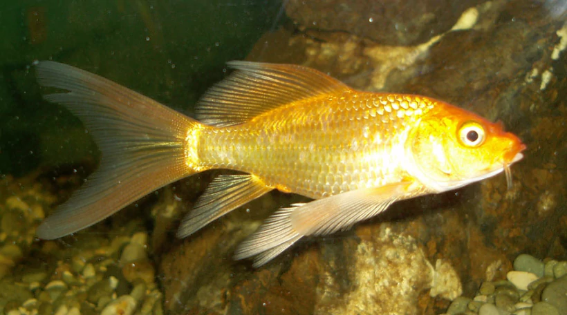 золотая рыбка