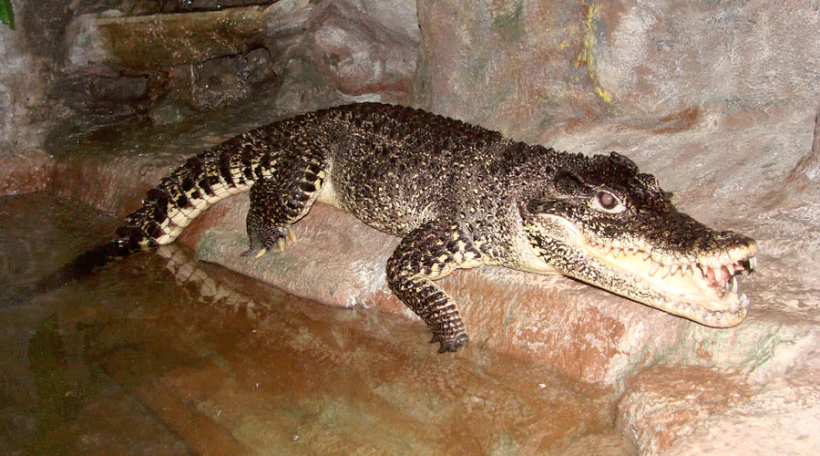 Крокодил кубинский
