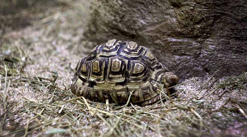Черепаха Пантеровая